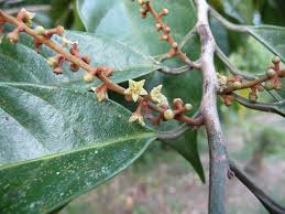 Image result for Coula edulis