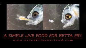 Simple Live Food Cultures For Growing Healthy Betta Fry Nice Betta Thailand Co Ltd In 2020 Living Food Betta Food Culture