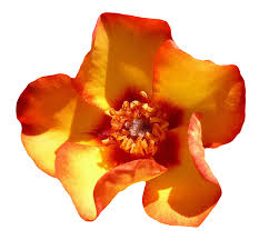 Best free png red and yellow pansy , hd red and yellow pansy png images, flowers png file easily with one click free hd png images, png design and transparent background with high quality. Yellow Rose Flower Top View Png Image Purepng Free Transparent Cc0 Png Image Library