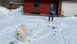 Lågendalen, Dyrlege