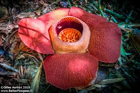 La rafflésie (rafflesia) produit une fleur gigantesque pouvant mesurer jusqu'à 1 m de diamètre et peser 10 kilogrammes. La Plus Grosse Fleur Du Monde La Rafflesia Quand Et Ou La Voir