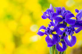 A 'yellow bellied' person is someone who is easily frightened, but it is rare you would want to present someone with an orchid for this reason. The Iris Flower Meaning Is Full Of Love And Deep Trust Floraqueen