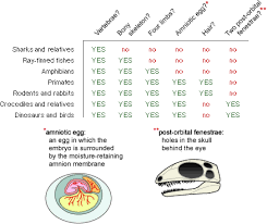 Parsimony 1 Of 5 Vertebrate Character Matrix Vertebrates Matrix Character