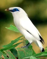 Jalak Bali Bird Wild Birds Pet Birds Beautiful Birds