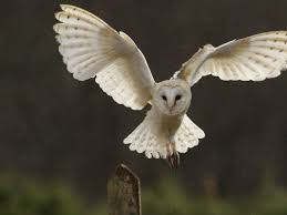 Chris Packham S Guide To Britain S Nocturnal Creatures Barn Owl Barn Owl Tattoo Owl Photography