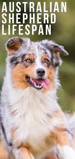 With all these issues, you may be wonder how long australian shepherds normally live. Australian Shepherd Lifespan And How To Help Them Live Longer