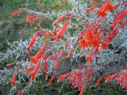 Image result for Epilobium