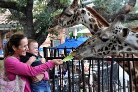 Houston Zoo Beat The Crowds Stay Cool Keep It Fresh Houston Zoo Stay Cool Zoo