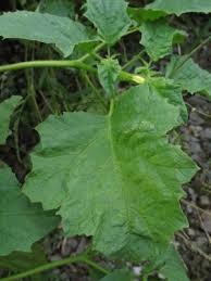 Image result for Datura ferox