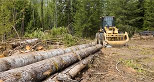 Orman Tahdit Sınırları İçine Almak Suretiyle Tapulu Taşınmaza  Kamulaştırmasız El Atma - Yayınlarımız