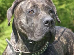 Perro De Presa Canario Uncropped Ears A Beautiful Strong Reliable Animal Usually With Black Muzzle Below Eyeli Mastiff Dog Breeds Presa Canario Dog Breeds