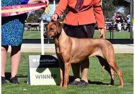 We cannot accept responsibility for any transaction between puppy buyer and the breeder arising from. Breeders Sajanak