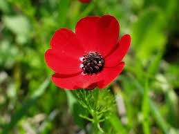 Love Search Results Romantic Ideas In Life Beautiful Flowers Flowers Language Of Flowers