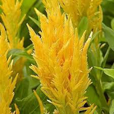 Buy Celosia Plumosa Yellow Mayurasikha Plant Online At Plantsguru Com