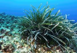 Image result for Pseudopodospermum hispanicum