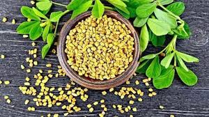 Insufficient milk production is typically the main reason why mothers stop breastfeeding. Methi Dana For Diabetes Know Health Benefits Of Fenugreek Seeds To Control Blood Sugar Level Methi News India Tv