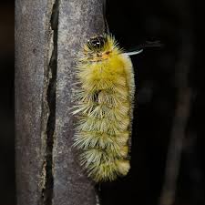 On the Subject of Nature: Caterpillars of the Fuzzy Variety