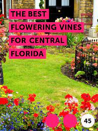 Learn The Best Flowering Vines For Central Florida How To Guides Tips And Tricks St Augustine Grass Best Grass Seed Grass Care