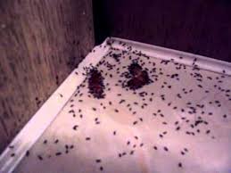 those horrible tiny black ants youtube