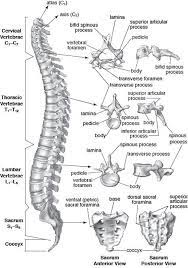 Vertebral Column Its Contrasting Vertebrae Now Learn It Is Slices Of Just A Few Mm At A Time In Axial Sagittal And C Anatomy Bones Anatomy Medical Anatomy