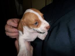 Jack Russel Puppy With Red Nose And Green Eyes Jack Russell Jack Russell Terrier Cute Puppies