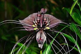 Tacca Chantrieri Rare Plants Bat Plant Bat Flower
