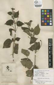 Image result for Lantana tiliifolia