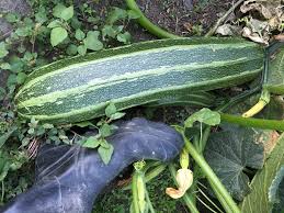 Jul 04, 2020 · boiled zucchini with a dash of seasoning makes a delicious vegan snack too. What Do You Do With A Giant Zucchini Robinne Weiss
