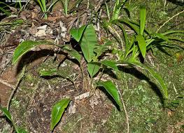 Image result for Elaphoglossum kivuense