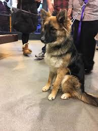 And indeed, it is a dog with excellent performance characteristics, and a long coat adds some decorativeness, impressiveness to it, makes it even visually more massive. 10 Month Old Long Haired Shepherd Jangles Is Now Out Of The Shelter And Safe In Gsrnc Rescue Jan 6 20 German Shepherd Rescue German Shepherd Dogs Puppies