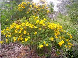 Bark is green to reddish brown. Wattle Day Celebrated Today Amid Weedbuster Week Queensland Times