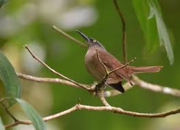 Image result for Tridactyle gentilii