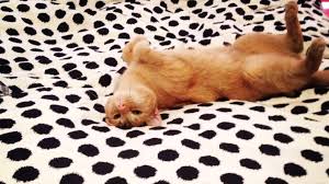 House cats sometimes pant when they are feeling anxious or after excessive exercise. How Do Cats Cool Themselves Off Mental Floss