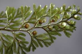Image result for Hymenophyllaceae