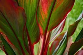 Two newer varieties offer colorful foliage. 10 Houseplants With Red Leaves Urban Garden Gal