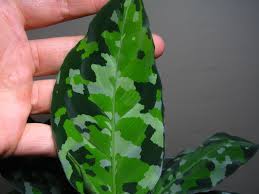Pin On Chinese Evergreen Plants Aglaonema