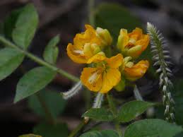 Image result for Mostuea hirsuta