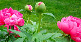 Hours, address, luoyang international peony garden reviews: Peonies How To Grow Peony Roses Daylilies In Australia
