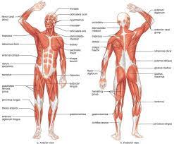 A regional atlas of the human body is sobotta, j. Muscles Of The Body Anatomy Human Anatomy Muscles Pdf Anatomical Muscle Chart Pdf Human Body Human Muscle Anatomy Human Body Muscles Human Muscular System