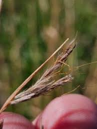 Image result for Hyparrhenia quarrei