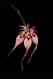 Image result for Bulbophyllum scaberulum
