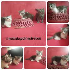 21 144 просмотра 21 тыс. Rumah Kucing Cirebon Home Facebook