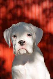 The Red Door Boxer Puppies Boxer Dogs White Boxer Dogs