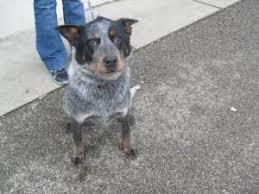 1191 Is An Adoptable Cattle Dog Dog In Portsmouth Oh This Is A Male Blue Heeler Black And Grey Merle Short Hair And Dog Adoption Blue Heeler Cattle Dog