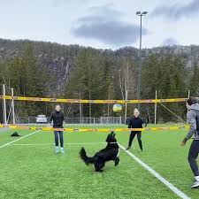 Check spelling or type a new query. Jouer Au Volley Ball Contre Un Chien
