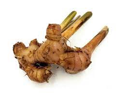 5 00 Blue Ginger Or Thai Ginger Seeds Alpinia Galanga Price For Package Of 3 Seeds Greater Galangal Alpinia Galanga A Plant In T Ginger Plant Seeds Thai