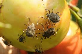 They therefore spend most of their lives feeding on plants outside. How To Get Rid Of Stink Bugs In My House Hgtv