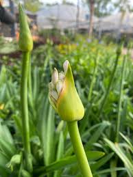 Image result for Agapanthus codii