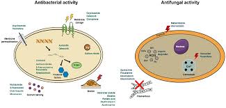 Niclosamide is used to treat broad or fish tapeworm, dwarf tapeworm, and beef tapeworm infections. Frontiers Drug Repurposing For The Treatment Of Bacterial And Fungal Infections Microbiology