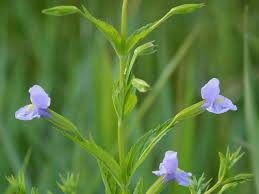 Image result for Mimulus gracilis